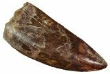 Serrated, Carcharodontosaurus Tooth - Real Dinosaur Tooth #241385-1